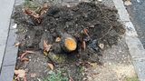 Sawn Tree.jpg