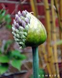 Hijabi Onion.jpg