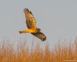 NorthernHarrier38c3935.jpg