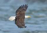 BaldEagle136c8208.jpg