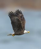 BaldEagle141c8254.jpg