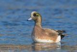 AmericanWigeon03c6536.jpg