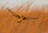 NorthernHarrier45c8276.jpg