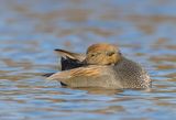 Gadwall08c6358.jpg