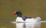 CommonMerganser49c2641.jpg