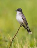 EasternKingbird37c0231.jpg