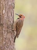 NorthernFlicker09c1952.jpg