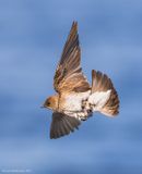 NorthernRough-wingedSwallow16c4427.jpg