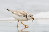 PipingPlover60c6044.jpg