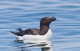 Razorbill39c5227.jpg