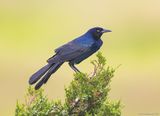 Boat-tailedGrackle02c0654.jpg