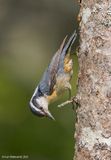 Red-breastedNuthatch72c7224.jpg