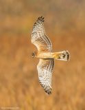 NorthernHarrier53c3610.jpg