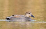 Gadwall11c5023.jpg