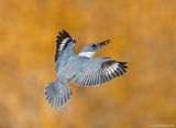 BeltedKingfisher35c8458.jpg