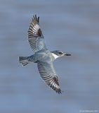 BeltedKingfisher36c8962.jpg