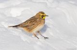 HornedLark47c0225.jpg