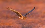 NorthernHarrier67c9169.jpg