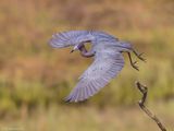 LittleBlueHeron58c3475.jpg