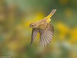 PalmWarbler03c6931.jpg