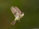 EasternPhoebe24c7333.jpg