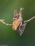 AmericanGoldfinch121c8300.jpg