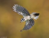 DownyWoodpecker31c9290.jpg