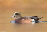 AmericanWigeon08c4995.jpg