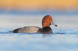 Redhead18c3104.jpg