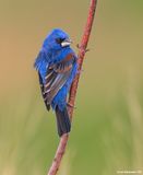 BlueGrosbeak11c7879.jpg