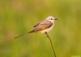 Scissor-tailedFlycatcher03c3250.jpg