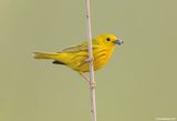 YellowWarbler08c8977.jpg