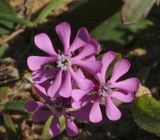 Pink Pirouette_Silene colorata_maybe_Carrapateira