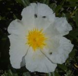  Gum Cistus with flies_Cape St Vincent