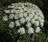 Hogweed family (?)_Cape St Vincent_iplant suggests Toothpick weed_Visagna daucoides