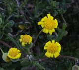 Small yellow flower maybe Coastal Ragwort, on cliffs overlooking Amoreira beach