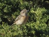 Female Stonechat Odeciexe 