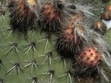 Prickly Pear fruits