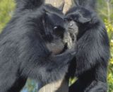  Siamang (gibbon)