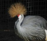 Crowned Crane