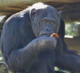  Chimpanzee