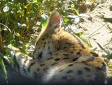 Serval