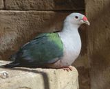 Red Knobbed Imperial Pigeon
