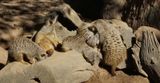 Meerkats