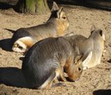 Patagonian Mara