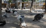 Turkeys chickens and pigeons