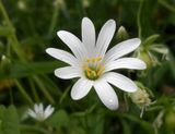 Greater Stitchwort near castle