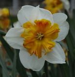 Narcissus_Tivoli Park