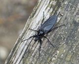 Black Insect_Penthetria heteroptera maybe_Tivoli Park