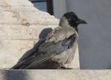 Hooded Crow_Congress Square